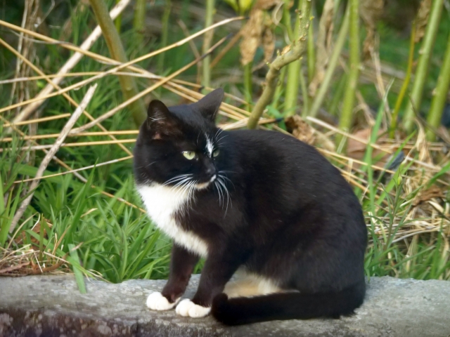 ケット シーは魔法の猫 クー シーは魔法の犬 その特徴を五分で説明 神話ログ